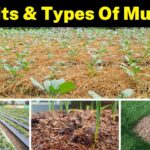 an overview of mulching in agric